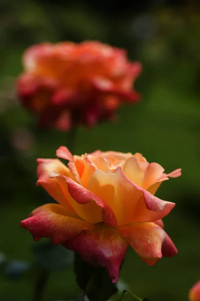 Rosas Rosadas Naranjas Plena Floración — Foto de Stock