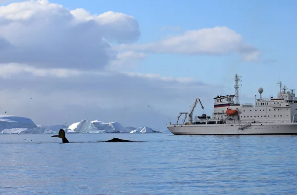 Coda Megattera Con Nave Barca Mostrando Immersione Penisola Antartica — Foto Stock