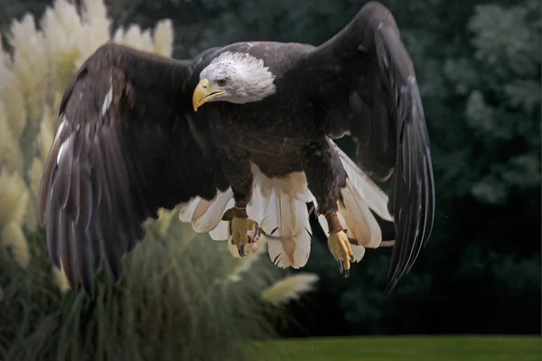 Aigle Queue Blanche Vol — Photo