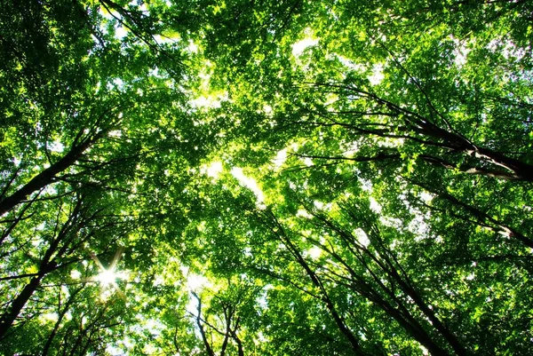 Tidig Morgonsol Den Gröna Skogen — Stockfoto