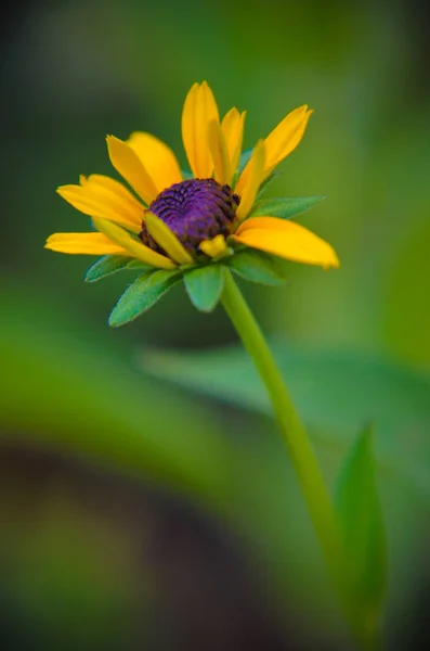 Rudbeckia Summerina Žluté Třapatky Také Známý Jako Černooká Zuzana Mrazuvzdorná — Stock fotografie