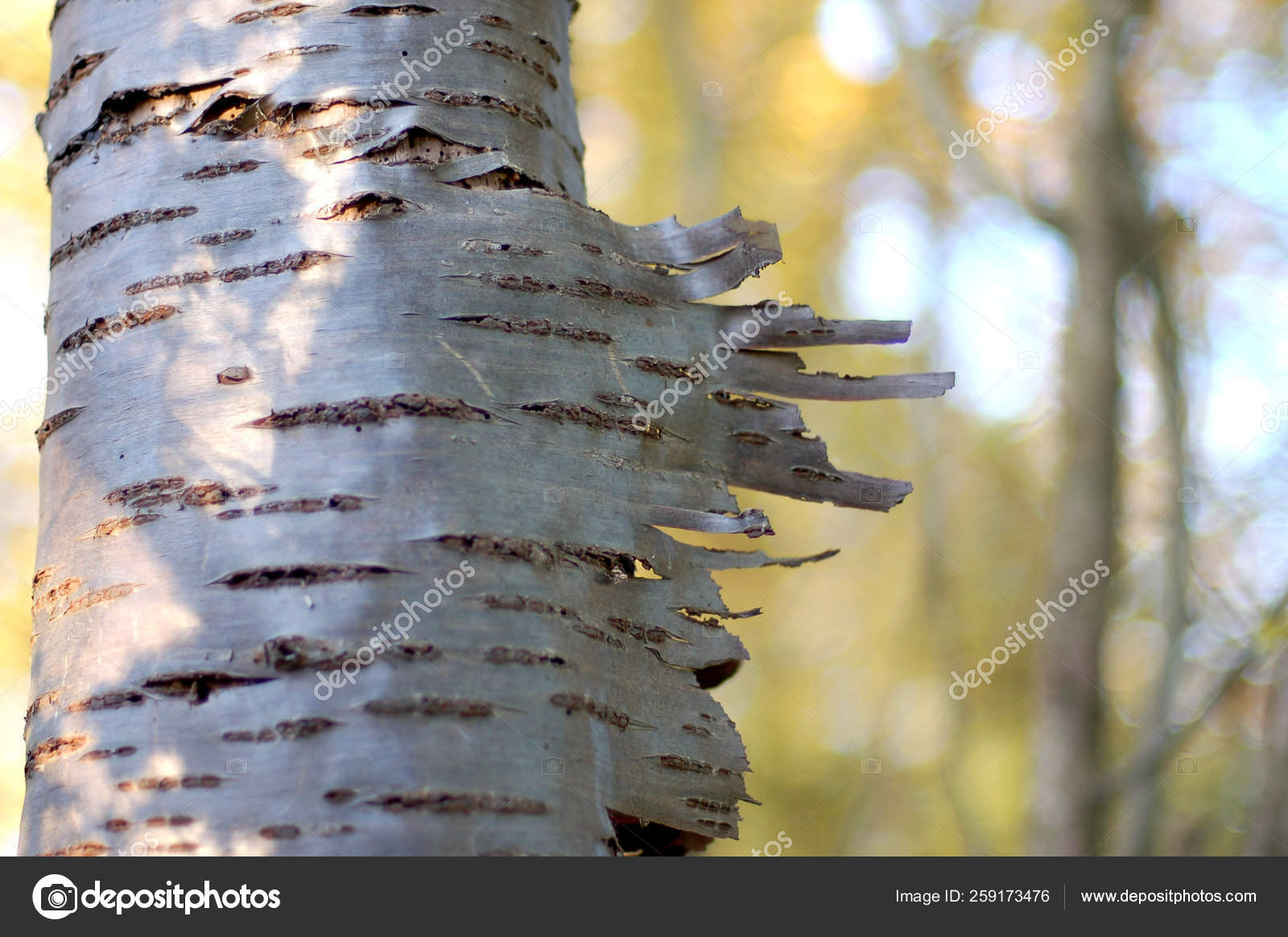 Peeling Bark Silver Birch Tree Stock Photo Image By C Yayimages