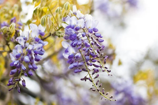 Chinese Wisteria Wisteria Sinensis Flowering Spring Horizontal Image — Stock Photo, Image