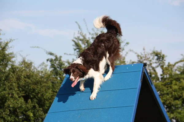 Bardzo Ładny Springer Krzyż Collie Pies Sprawność Urządzeń — Zdjęcie stockowe