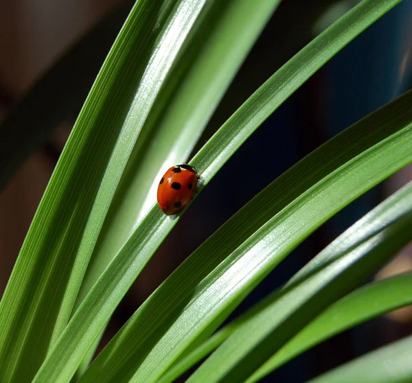 Närbild Shot Ladybird Bug — Stockfoto