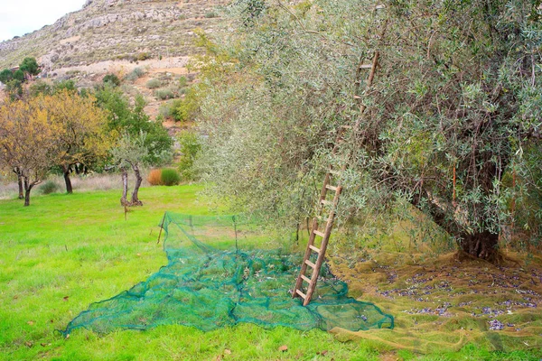 Vista Colheita Azeitonas Campo Sicília — Fotografia de Stock
