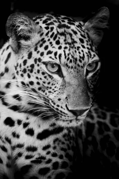Közelről Aranyos Leopárd — Stock Fotó