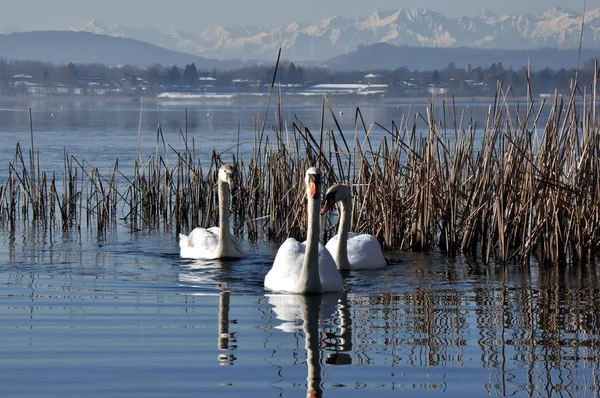 Swans Birds Natural Habitat — Stock Photo, Image