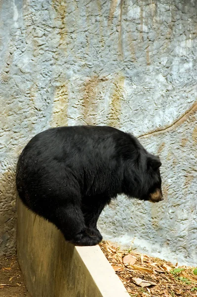 Wild Bear Close — Stock Photo, Image