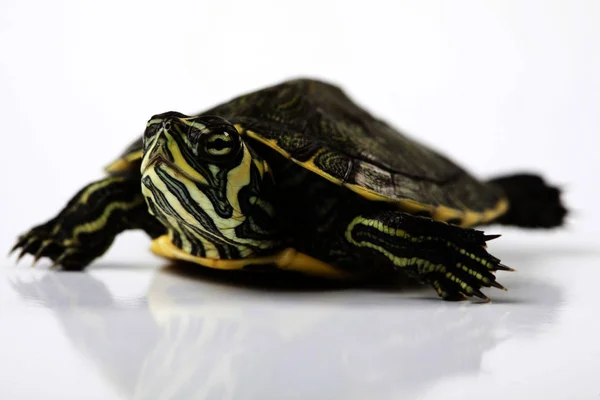 Tartaruga Conceito Tom Natural Egzotico — Fotografia de Stock