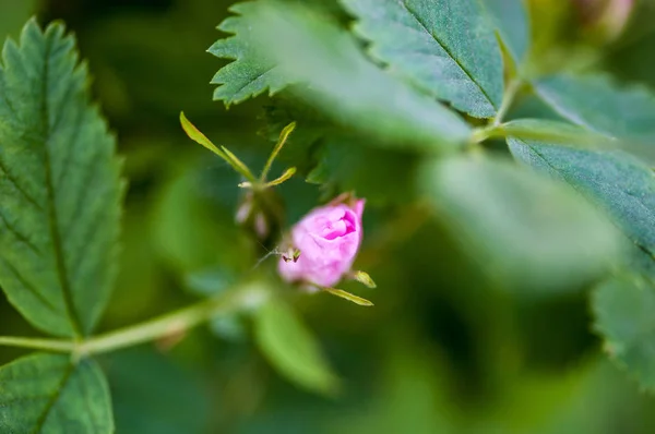 Ніжний Бутон Рожевої Квітки Троянди — стокове фото