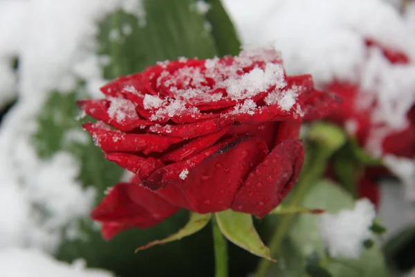 Red rose, covered with fresh snowflakes
