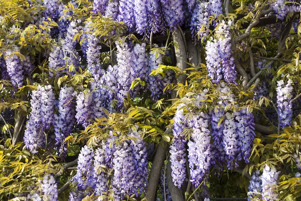 藤のシネンシス または中国の藤は 白または紫の花を持つことができます 植物はつるですが 形の木で訓練することができます 春に咲き 花は香りがする — ストック写真