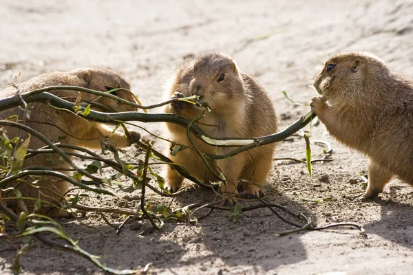 Tres Perros Pradera Comiendo Juntos Una Rama Sauce — Foto de Stock