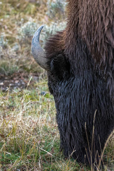 Bison Americano Bisonte Bisonte Grazing Yellowstone — Foto de Stock