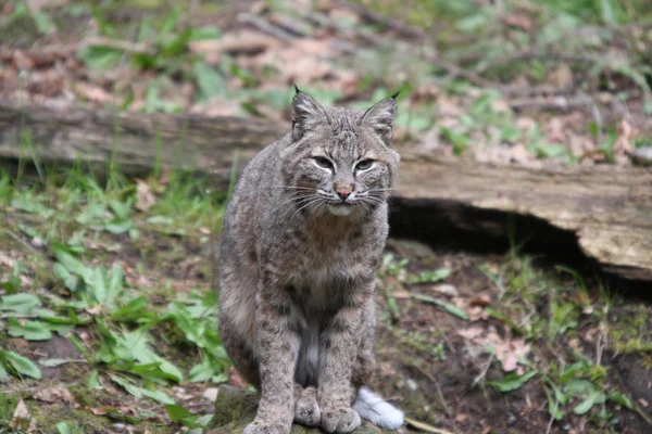 Bobcat Northwest Trek Wildlife Park Çekilen Fotoğraf — Stok fotoğraf