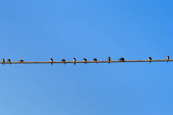 在蓝天背景的电线上的燕子 — 图库照片