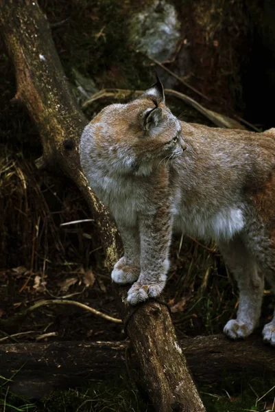 ユーラシア リンクス ノルウェー ヴェスト アジャー州クリスタンズンド動物園 — ストック写真