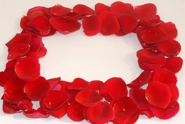 Rosa Roja Pétalos Utilizados Para Spa Aromaterapia — Foto de Stock