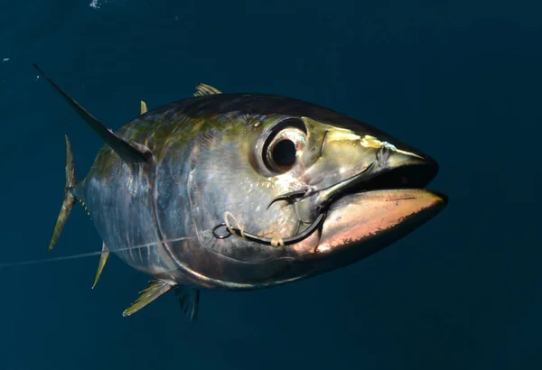 Een Yellowfin Tonijn Met Een Haak Monding Van Visserij — Stockfoto