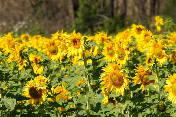 Girasoles Amarillo Vibrante Soleado Girasol Cielo Escena Rural Prato Plantación — Foto de Stock