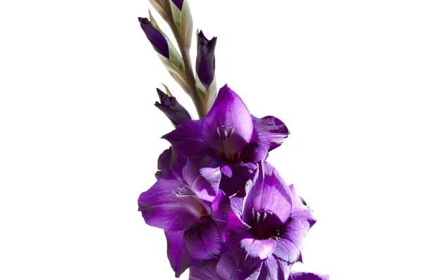 Gladiolo Púrpura Aislado Sobre Fondo Blanco — Foto de Stock