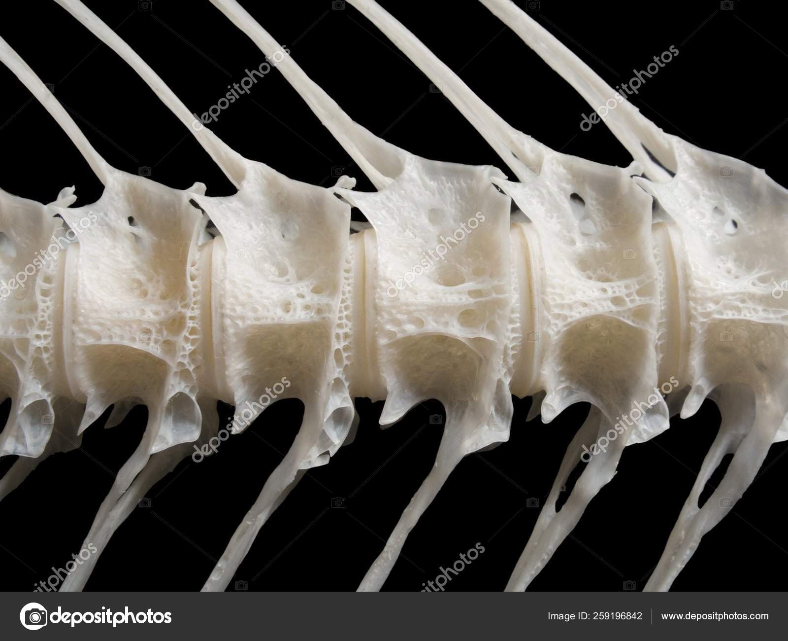 Alt du trenger å vite om Kings Rod i Fisch, image size:1600x1300