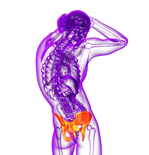 Render Medical Illustration Hip Side View — Stock Photo, Image
