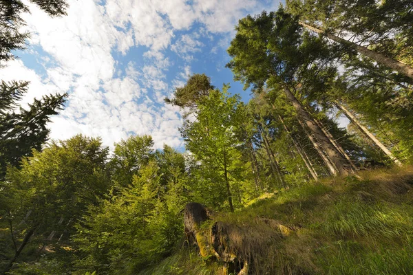 Beech Och Tallar Gröna Skogen Våren Från Undersida — Stockfoto