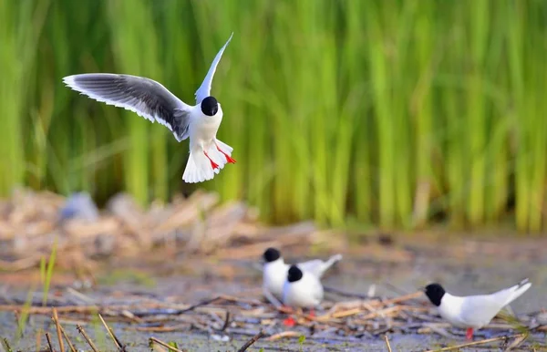 Black Headed Gull Flying Larus Ridibundus — Stock Photo, Image