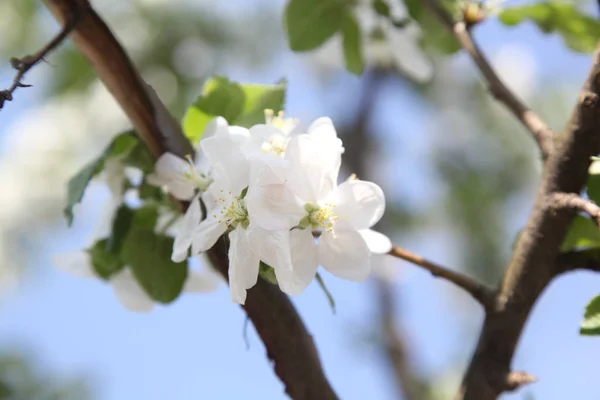 Apfelblüten Auf Frühling Hintergrund — Stockfoto