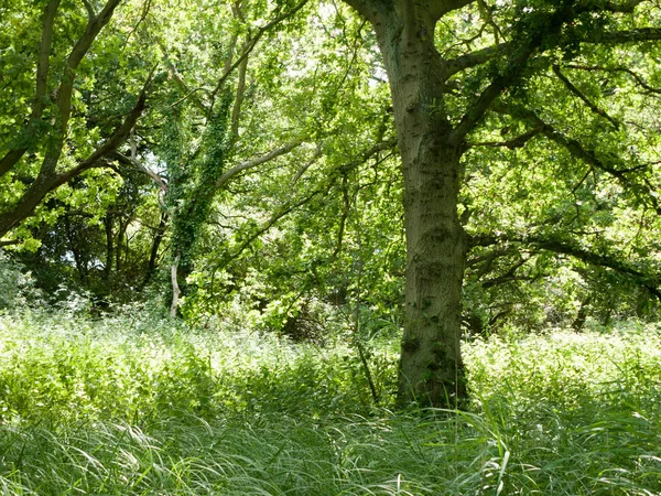 Fogliame Verde Bellissimo All Interno Del Mezzo Della Foresta Lussureggiante — Foto Stock