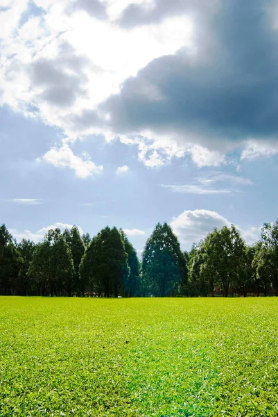 Plaine Verte Douce Avec Des Arbres Lumière Motif Coeur Dans — Photo