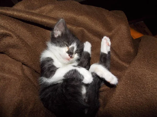Χαριτωμένο Μικρό Γάτα Στον Ύπνο — Φωτογραφία Αρχείου
