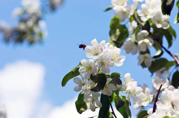 Flores Manzana Primavera Sobre Fondo Naturaleza — Foto de Stock