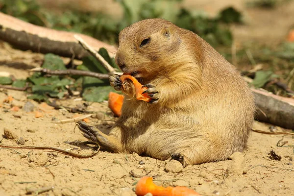 Perro Pradera Comiendo Zanahoria — Foto de Stock