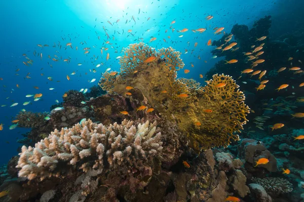 Arrecife Tropical Peces Mar Rojo —  Fotos de Stock