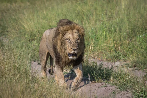 Великий Самця Лева Йдучи Дорозі Чобе Національний Парк Ботсвани — стокове фото