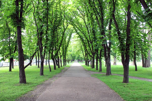 Vackra Stadsparken Med Pathes Och Gröna Träd — Stockfoto