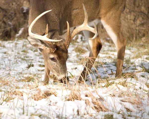 Whitetail Jelenia Buck Przeglądania Śniegu — Zdjęcie stockowe
