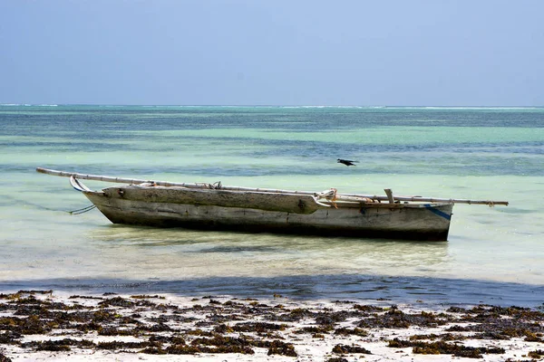 Pájaro Laguna Azul Relajarse Zanzíbar Costa Africana Barco Pirague — Foto de Stock