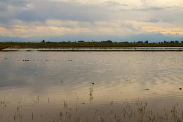 Paisaje Del Campo Arroz Inundado Atardecer — Foto de Stock