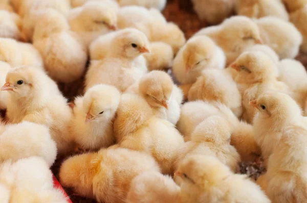 Újonnan Kikelt Csirkék Nagy Csoportja Egy Csirkefarmon — Stock Fotó