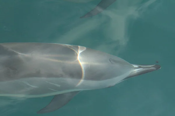 Ένα Δελφίνι Που Κολυμπάει Κατά Μήκος Ενός Σκάφους — Φωτογραφία Αρχείου