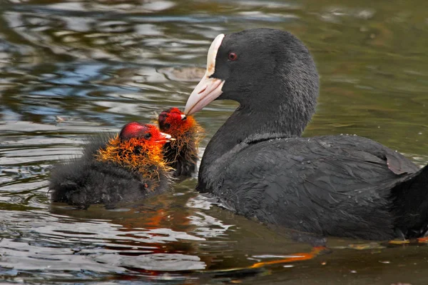 Kobieta Coot Karmienia Jej Dwóch Piskląt Jeziorze Norfolk Anglia — Zdjęcie stockowe