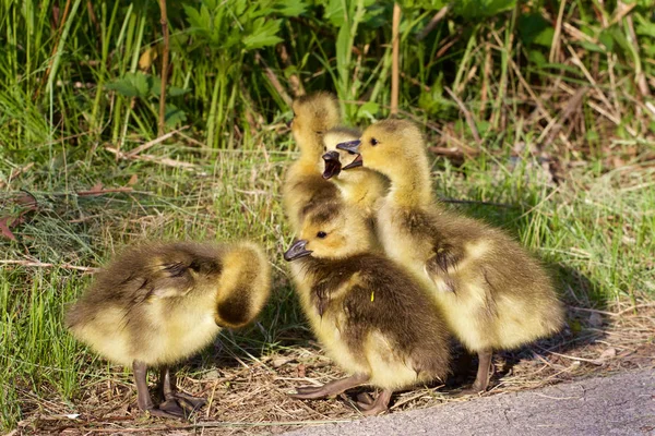 若いクワックワッ ガチョウのグループの地方公共団体 — ストック写真