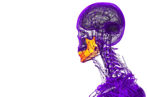レンダリングされた図 顎の骨 側面図 — ストック写真