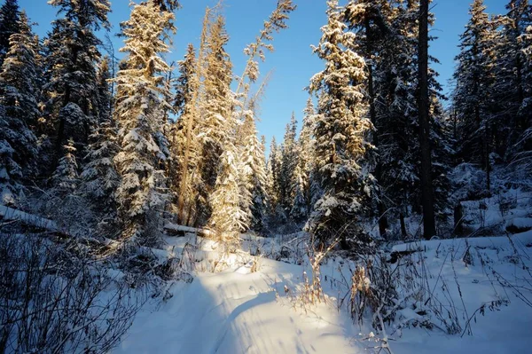 Árboles Cubiertos Nieve Bosque Invierno Series Naturaleza — Foto de Stock