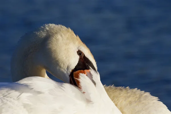 Hra Schovávanou Mute Swan — Stock fotografie