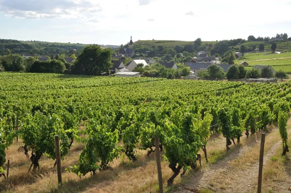 Виноград Франції Coteaux Layon — стокове фото